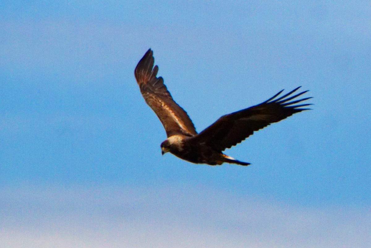 Golden Eagle - Tamalyn Block Wortham