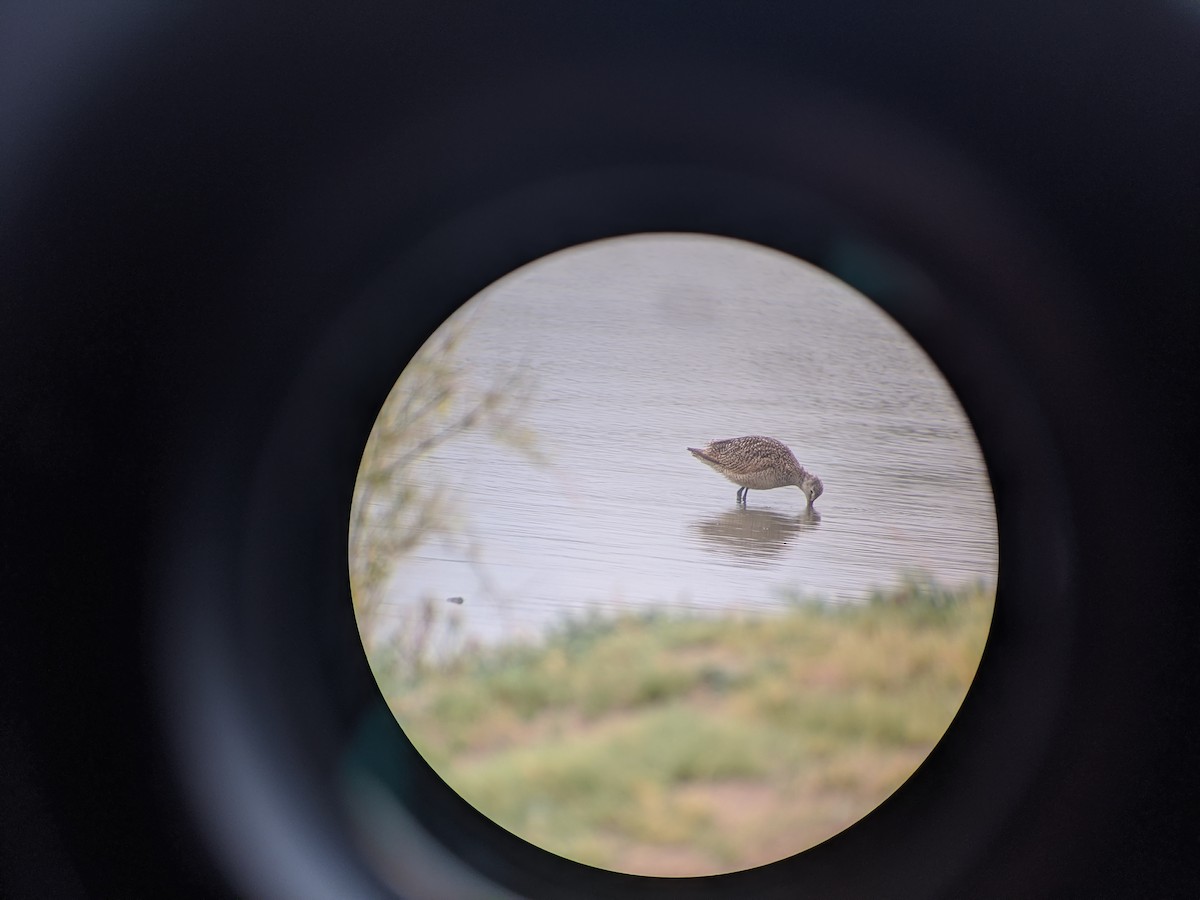 Marbled Godwit - ML261288051