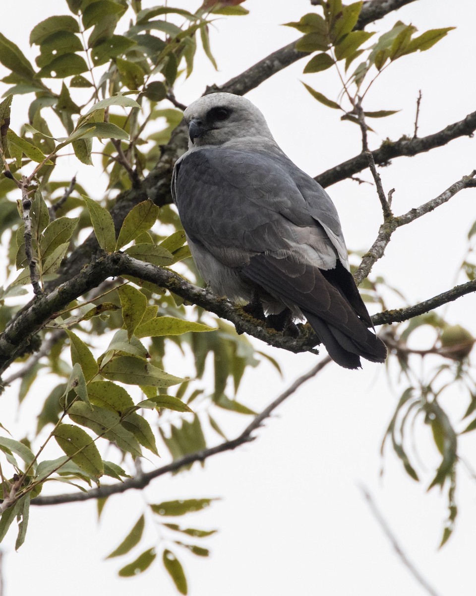 Mississippi Kite - Daniel Kelch