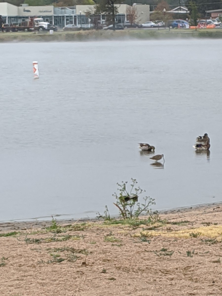 Marbled Godwit - ML261288391