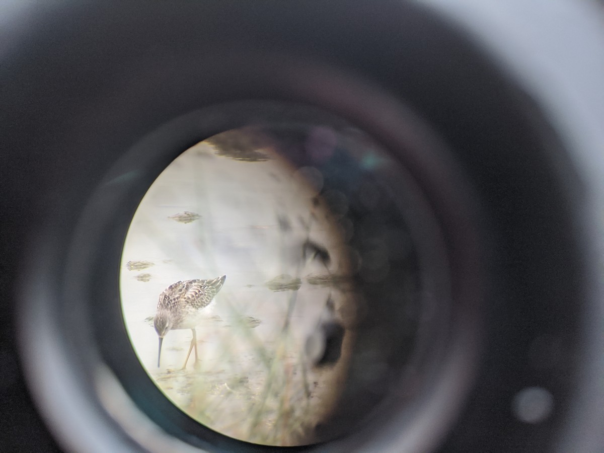 Stilt Sandpiper - Peter Stoltz