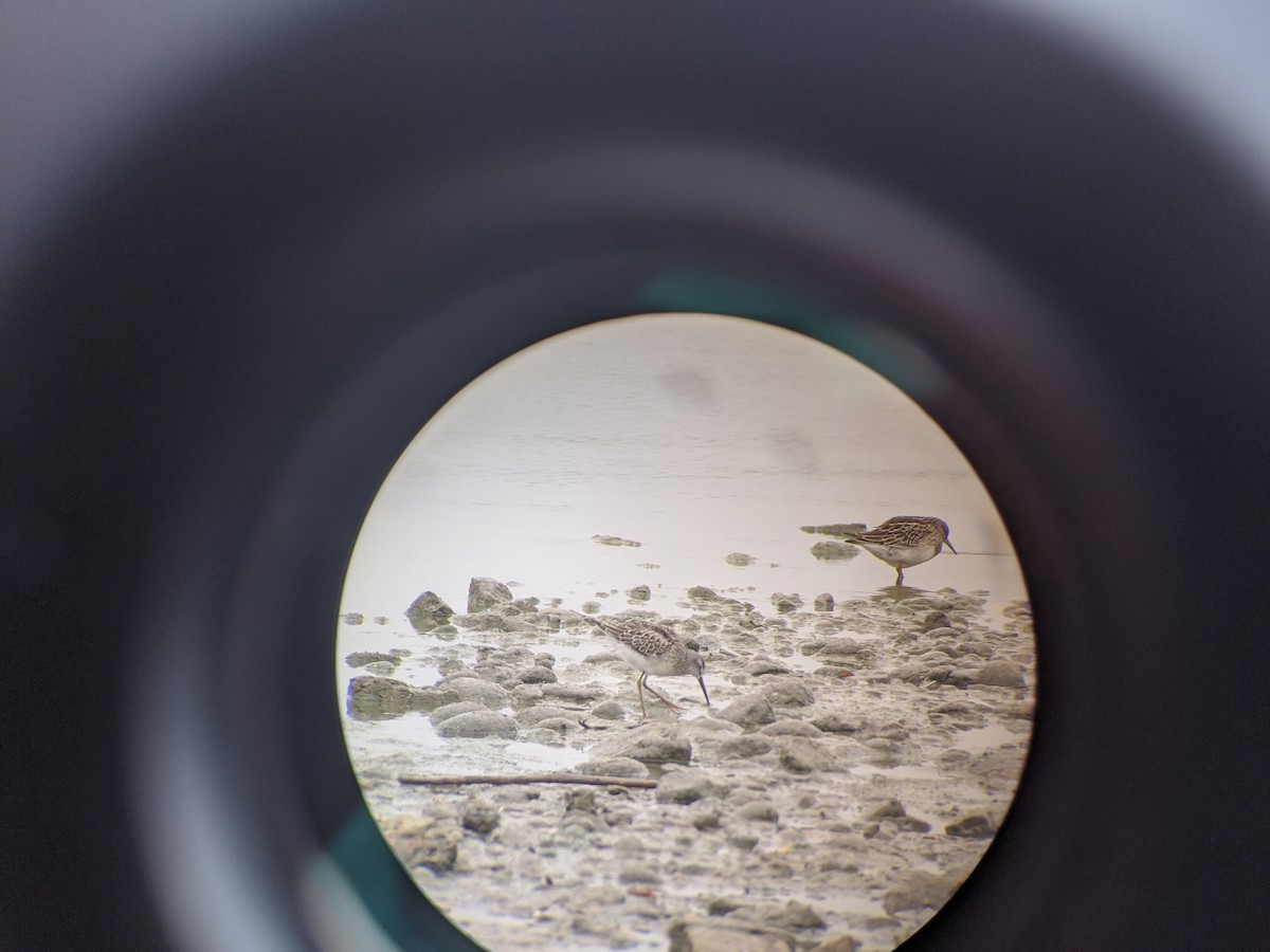 Stilt Sandpiper - Peter Stoltz