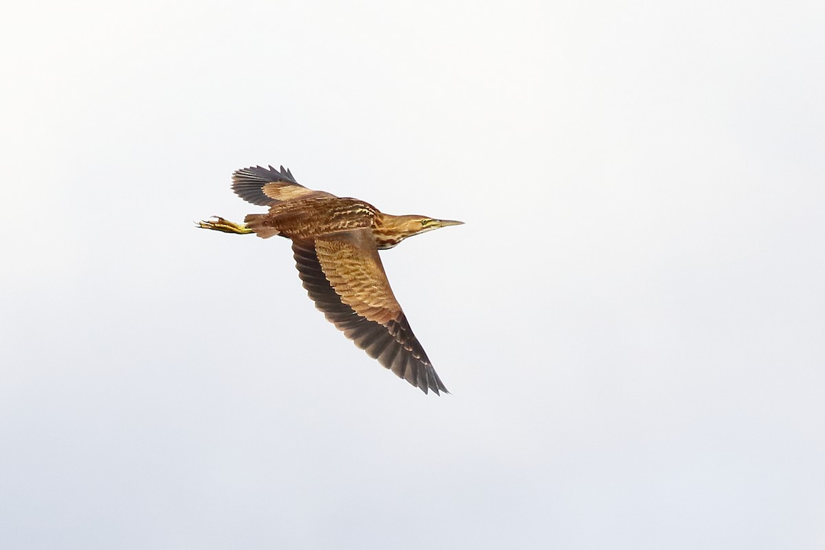 American Bittern - ML261290271