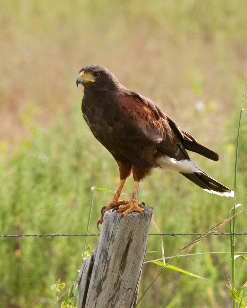 Harris's Hawk - ML261290891