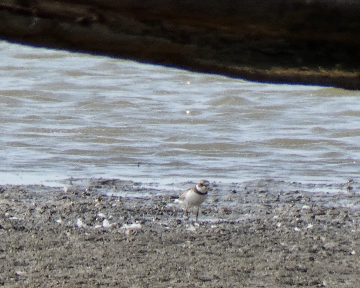 Semipalmated Plover - ML261291641