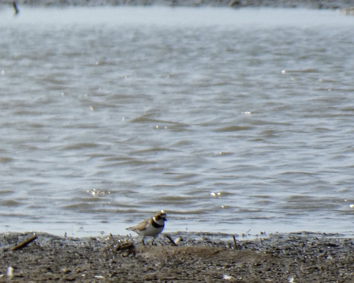 Semipalmated Plover - ML261291651