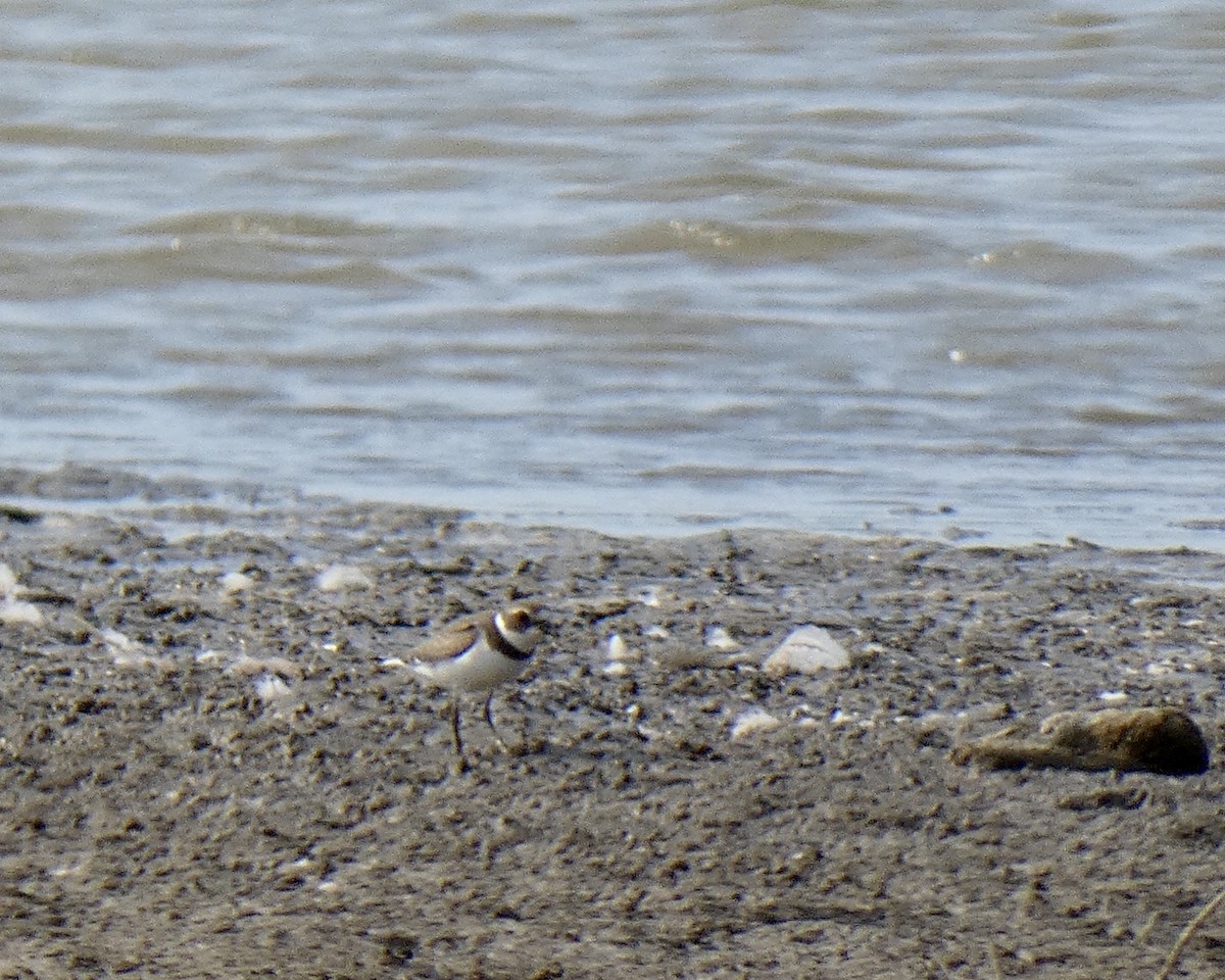 Semipalmated Plover - ML261291661