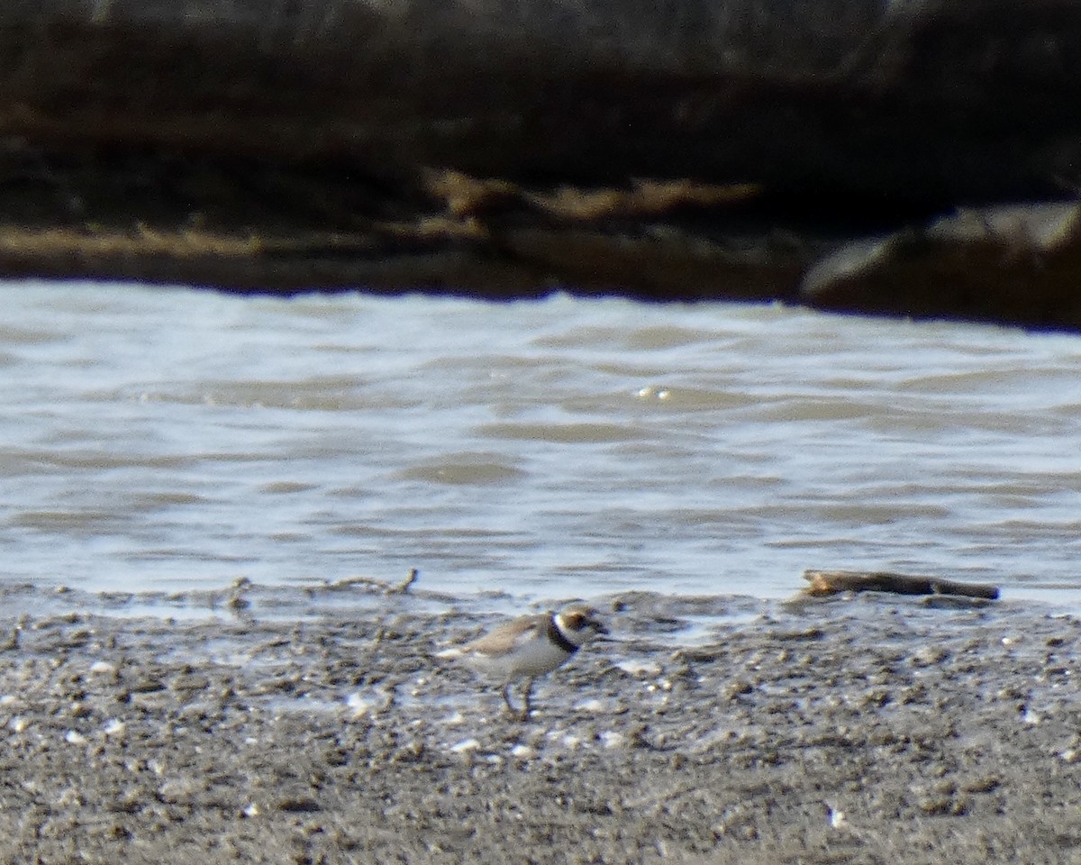 Semipalmated Plover - ML261291671