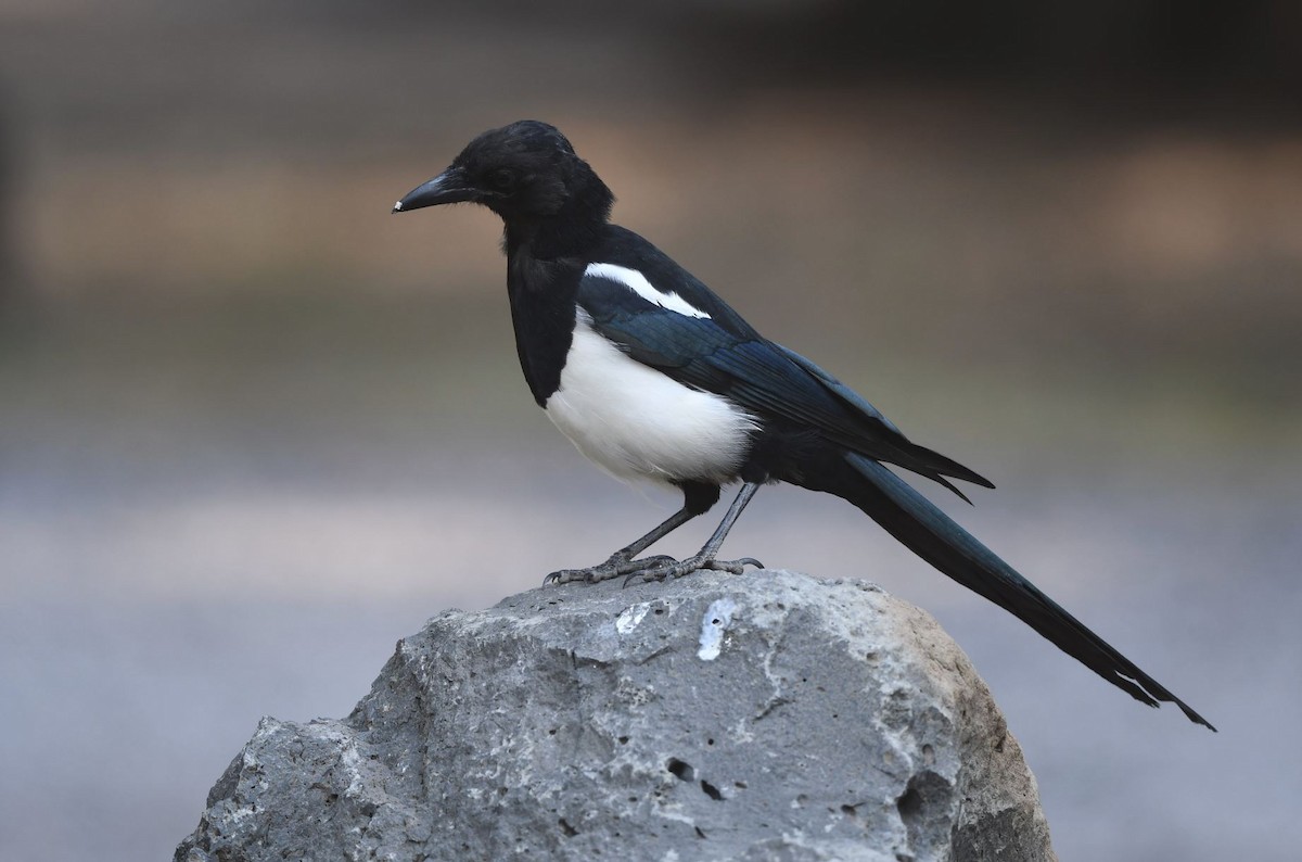 Black-billed Magpie - Tom Crabtree
