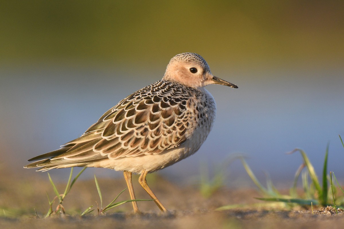 Buff-breasted Sandpiper - Jacob Crawford