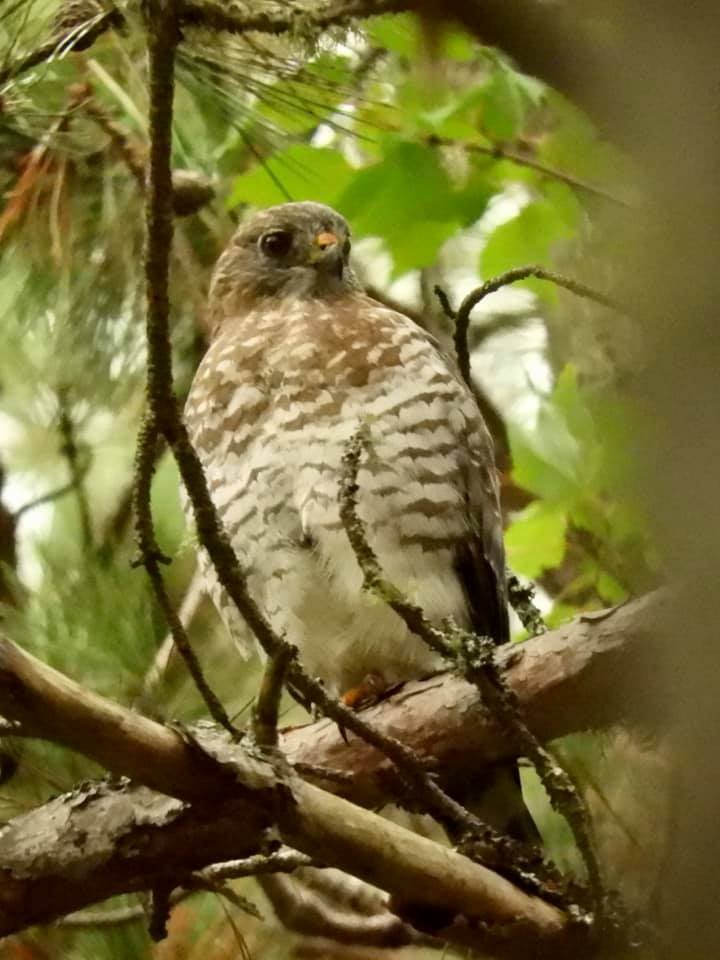 Broad-winged Hawk - Jerzy Komorowski