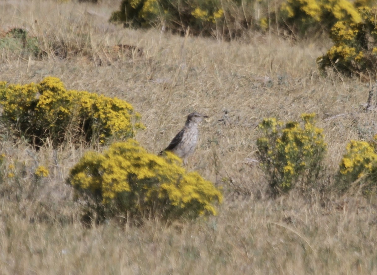 Sage Thrasher - ML261296261