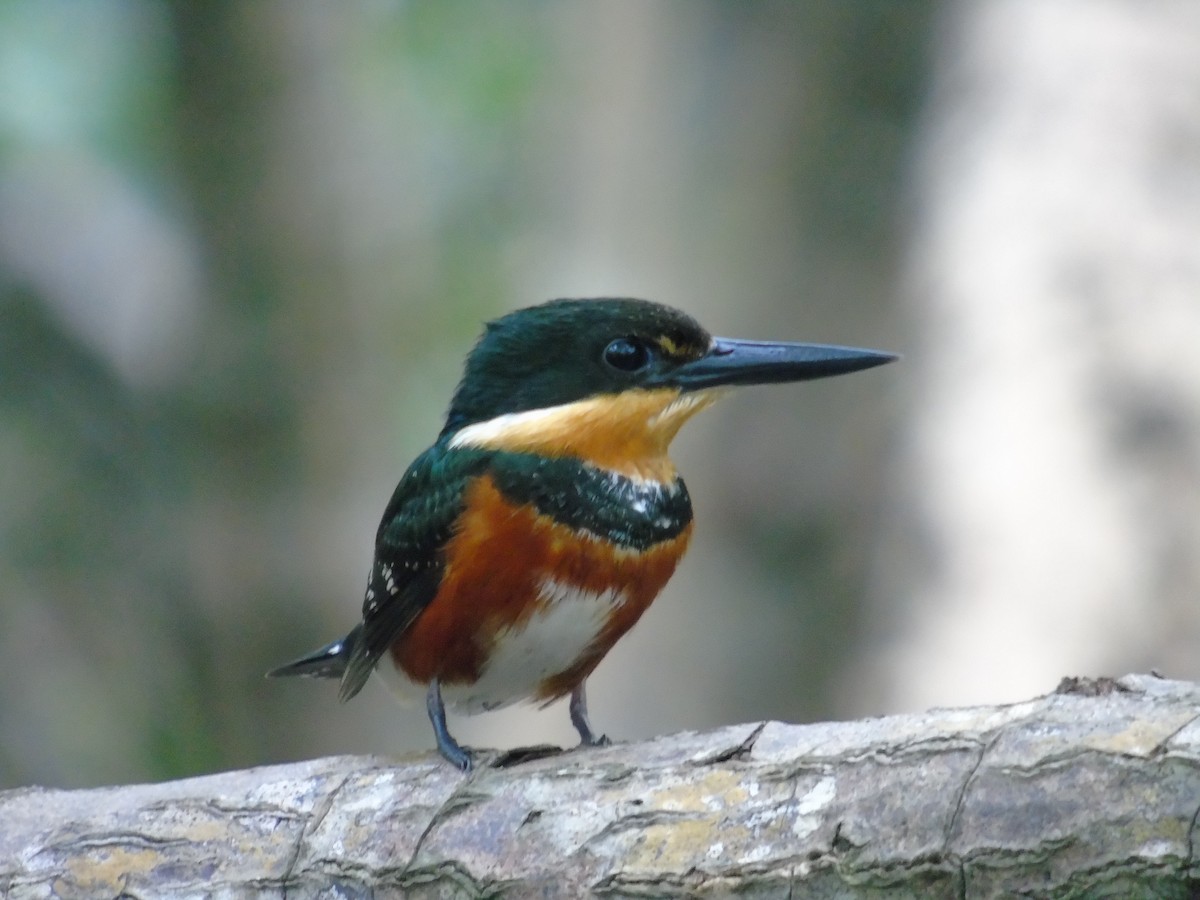 American Pygmy Kingfisher - ML261297211