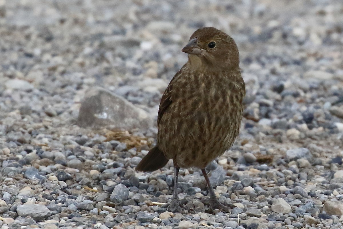 Brown-headed Cowbird - Douglas Faulder