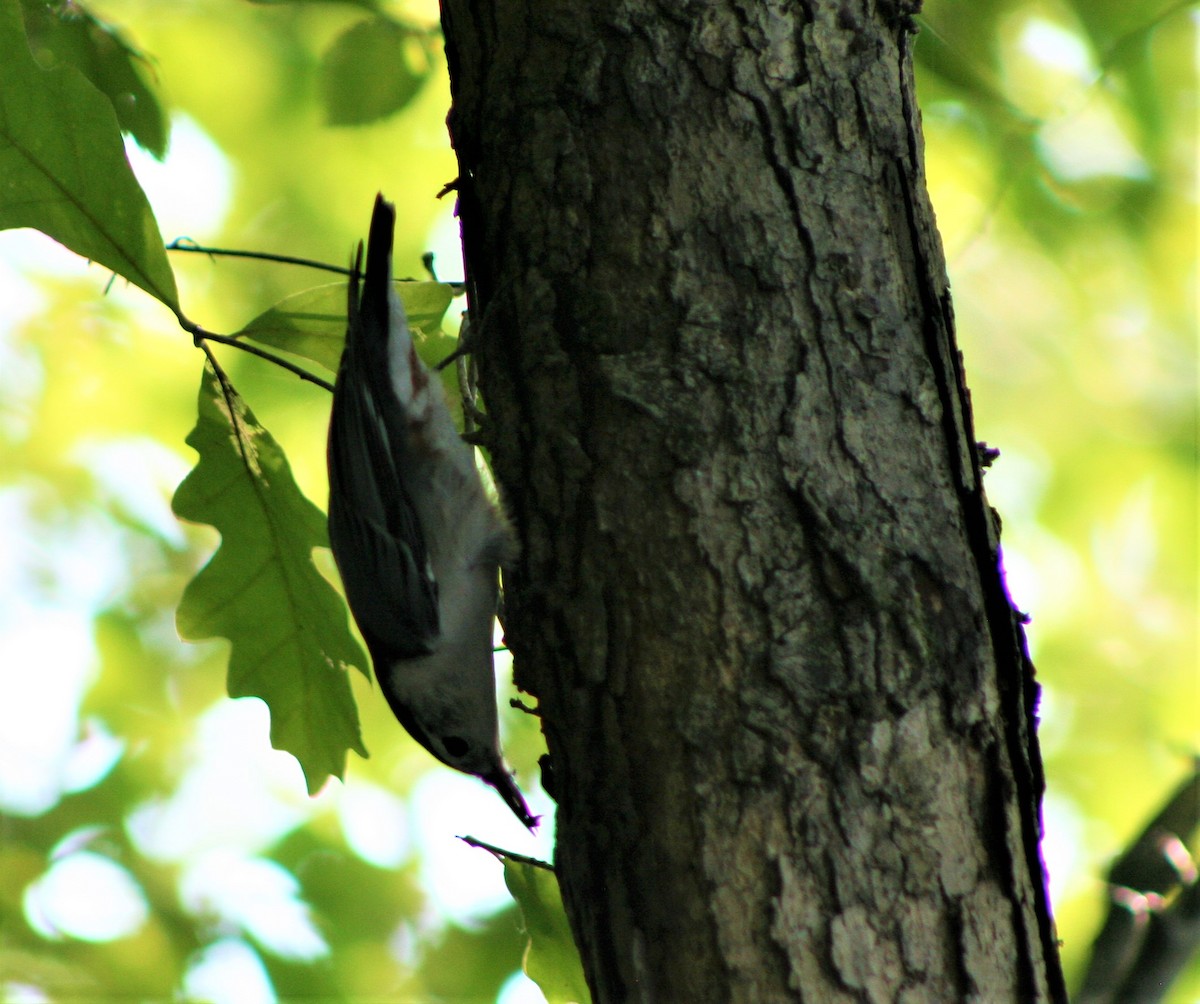 White-breasted Nuthatch - ML261299681