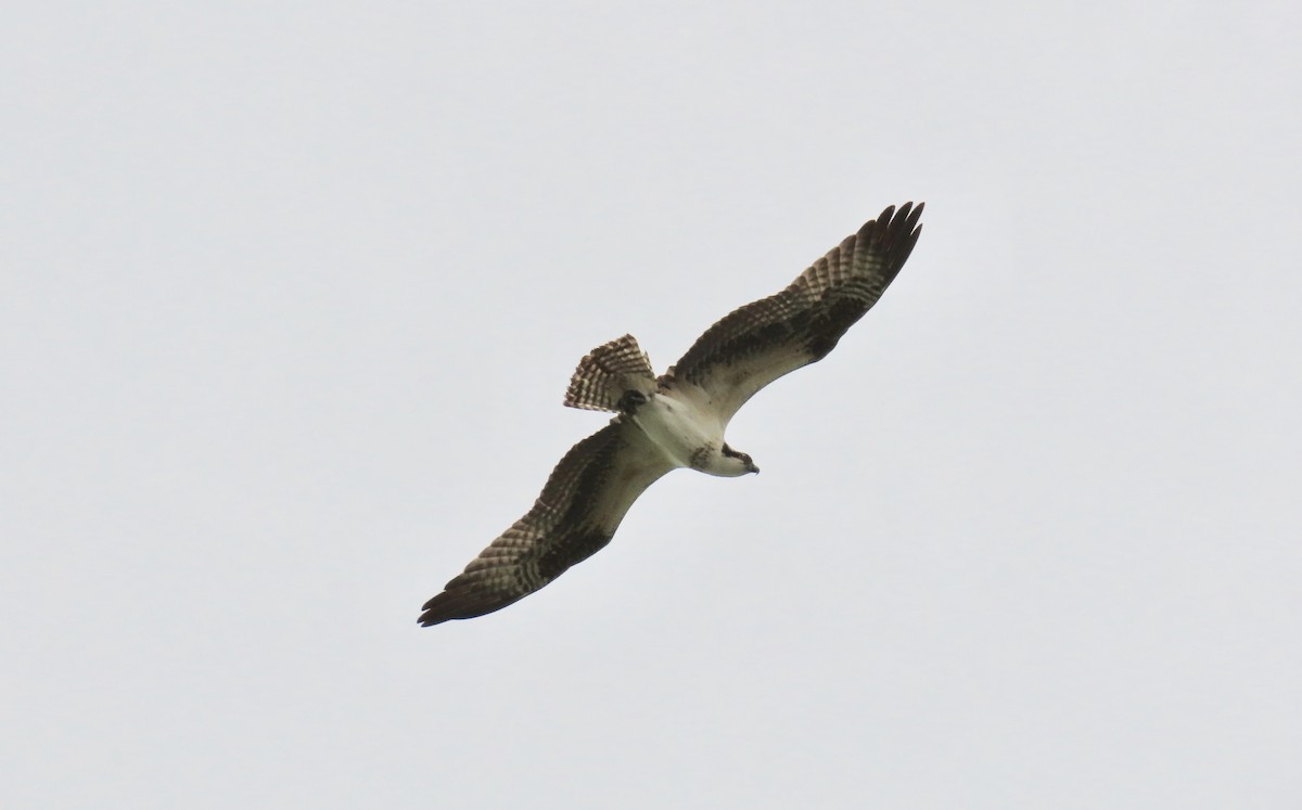 Osprey - ML261300431