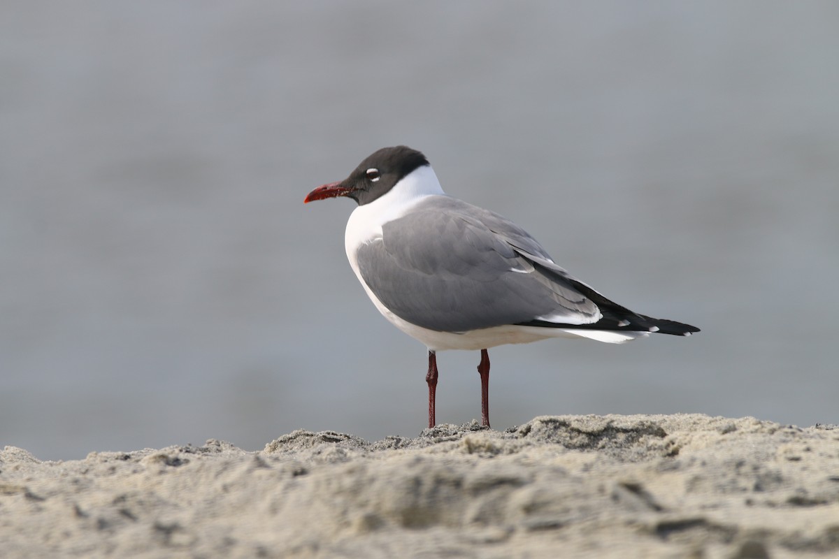 Laughing Gull - Devin Griffiths