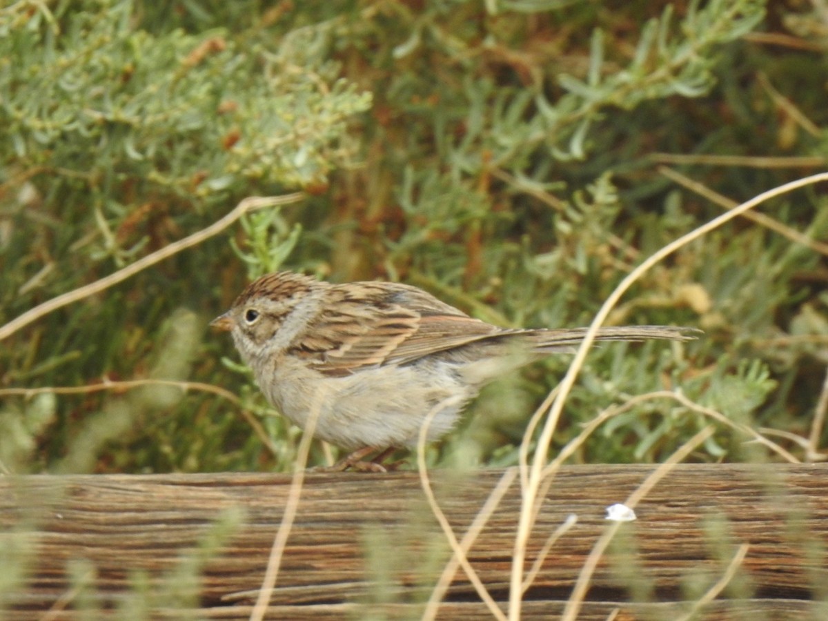 Clay-colored Sparrow - ML261302441