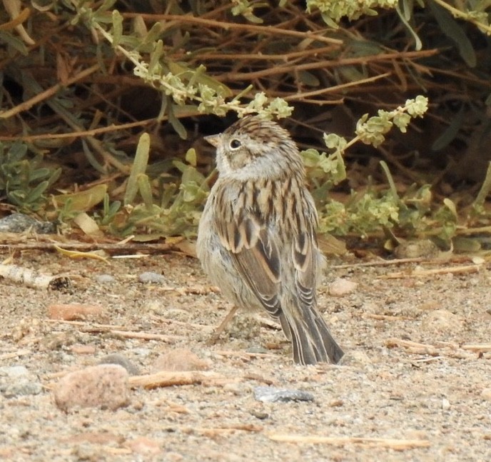 Clay-colored Sparrow - ML261302451