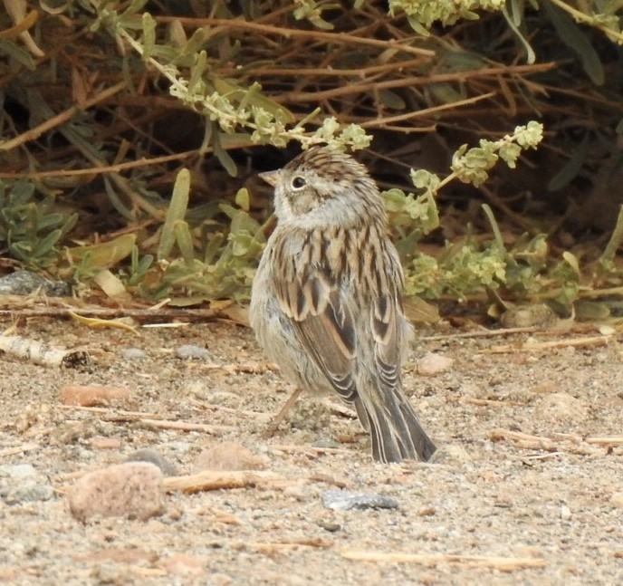 Clay-colored Sparrow - ML261302451