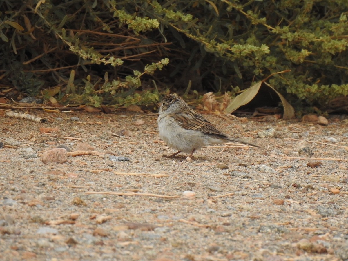 Clay-colored Sparrow - ML261302461