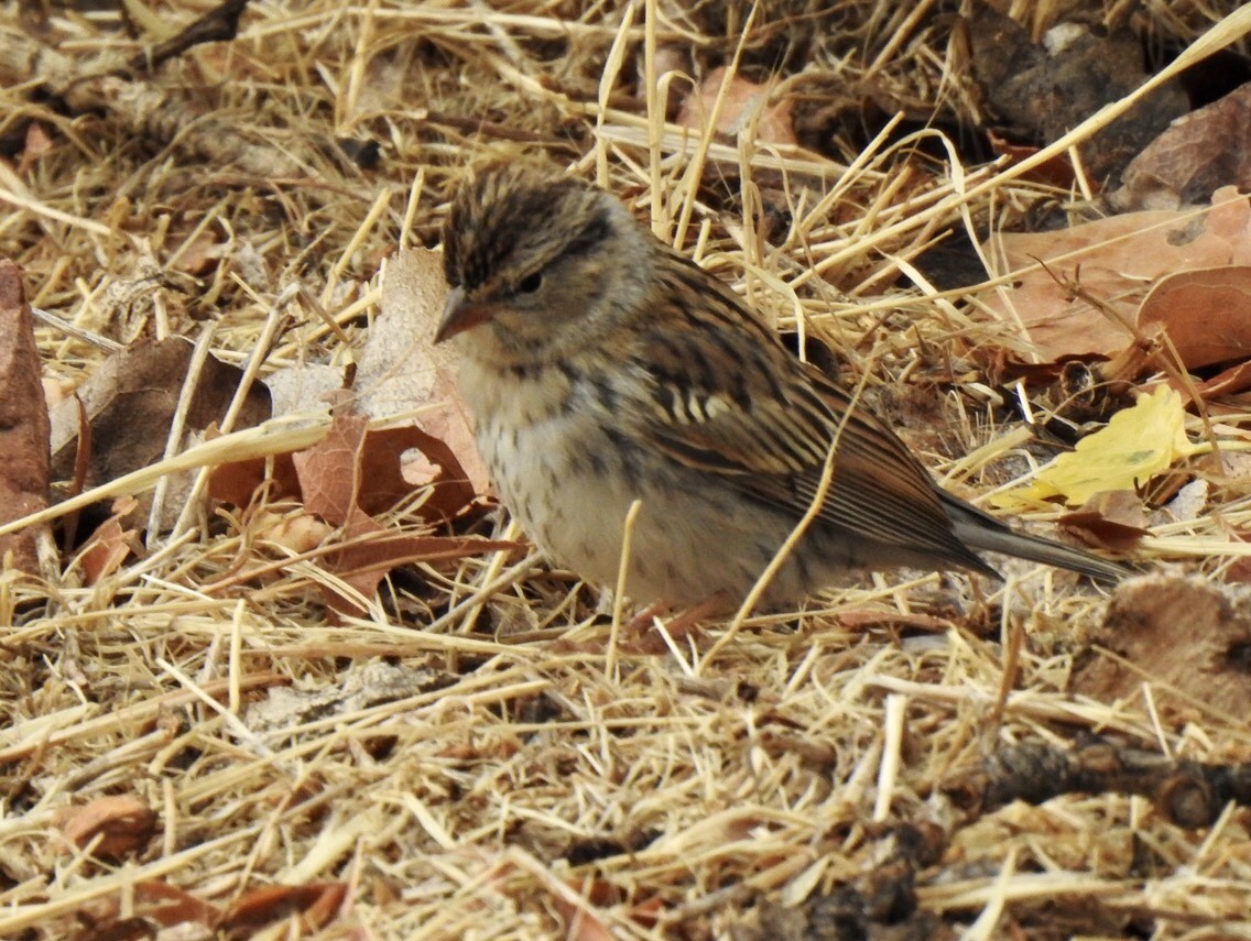 Lincoln's Sparrow - ML261302471