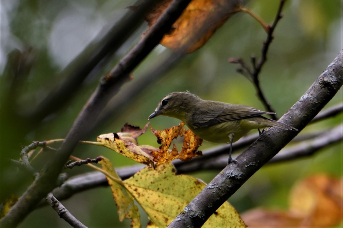 Vireo de Filadelfia - ML261302991