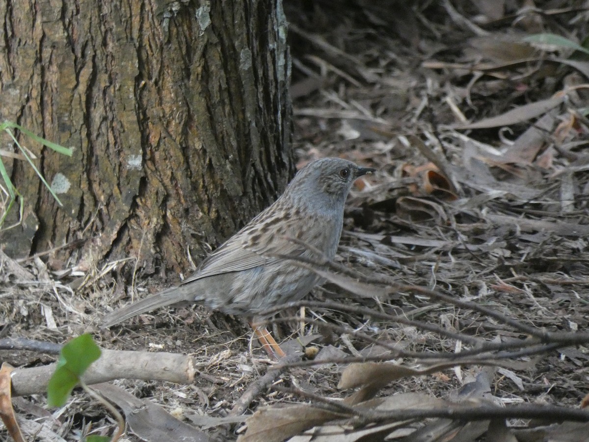 Dunnock - ML261303251