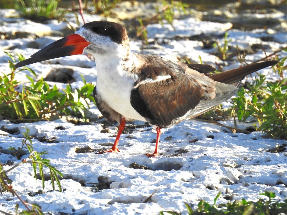 Black Skimmer - ML261303441