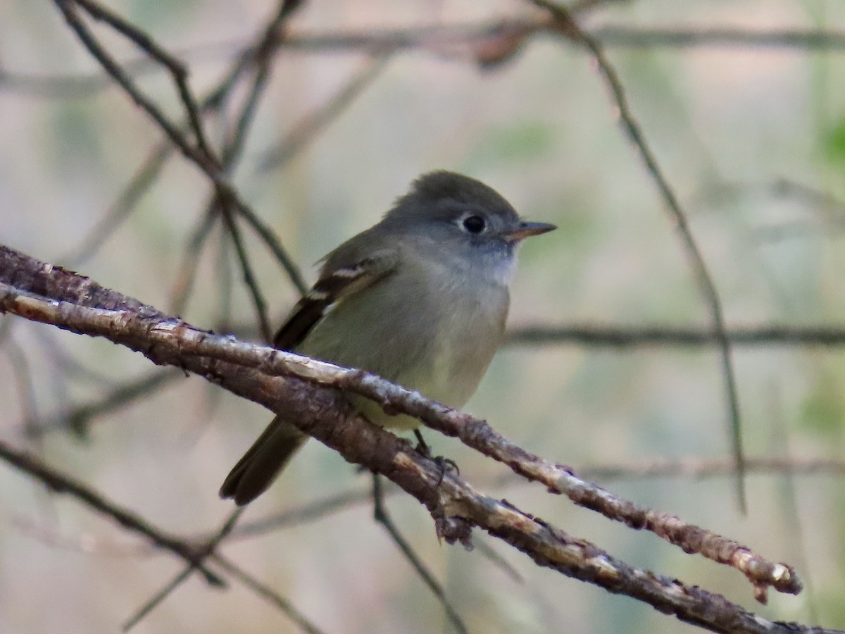 Hammond's Flycatcher - Jonathan Montgomery