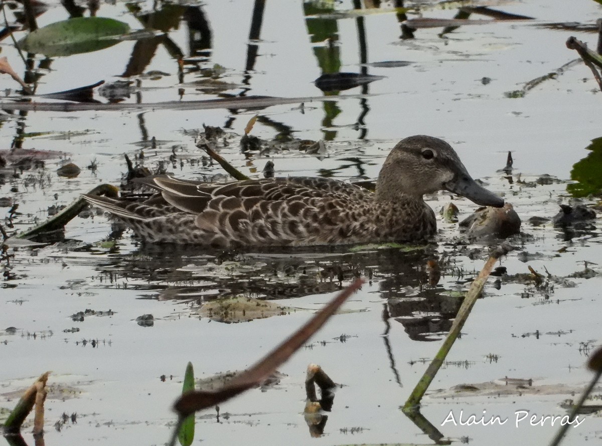 Blue-winged Teal - ML261306001