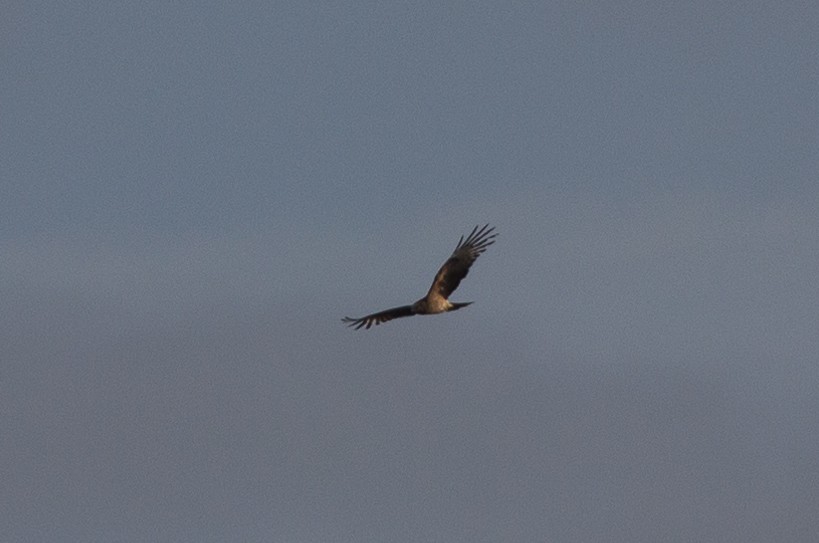 Square-tailed Kite - ML261307611