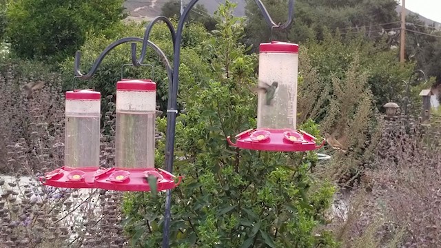 Rufous Hummingbird - ML261308271