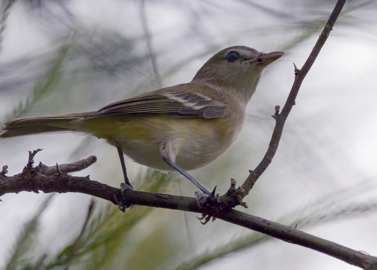 Bell's Vireo - ML261308591