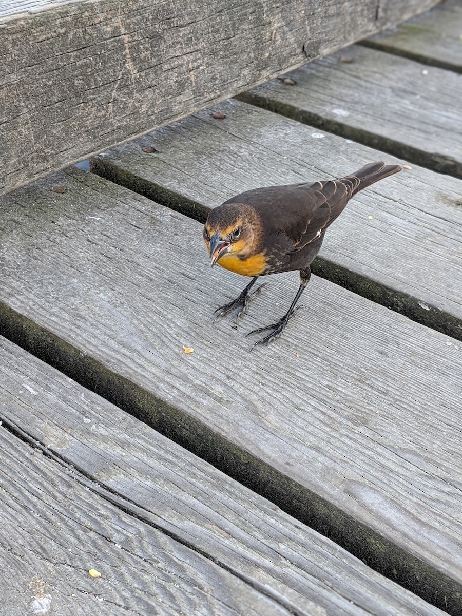 Yellow-headed Blackbird - Meagan Beaudin