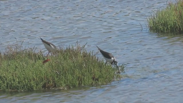 Black-necked Stilt - ML261312801