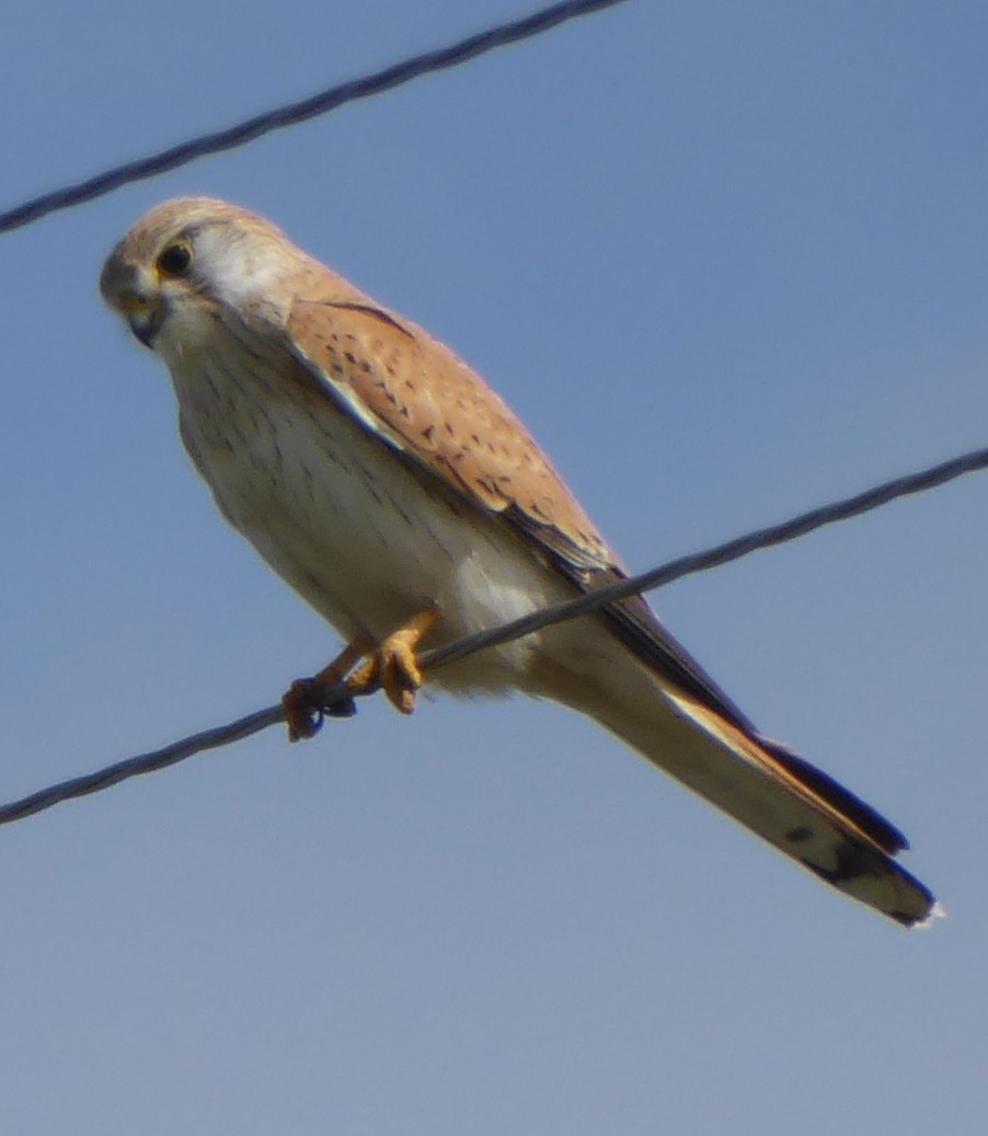 Nankeen Kestrel - ML261314211