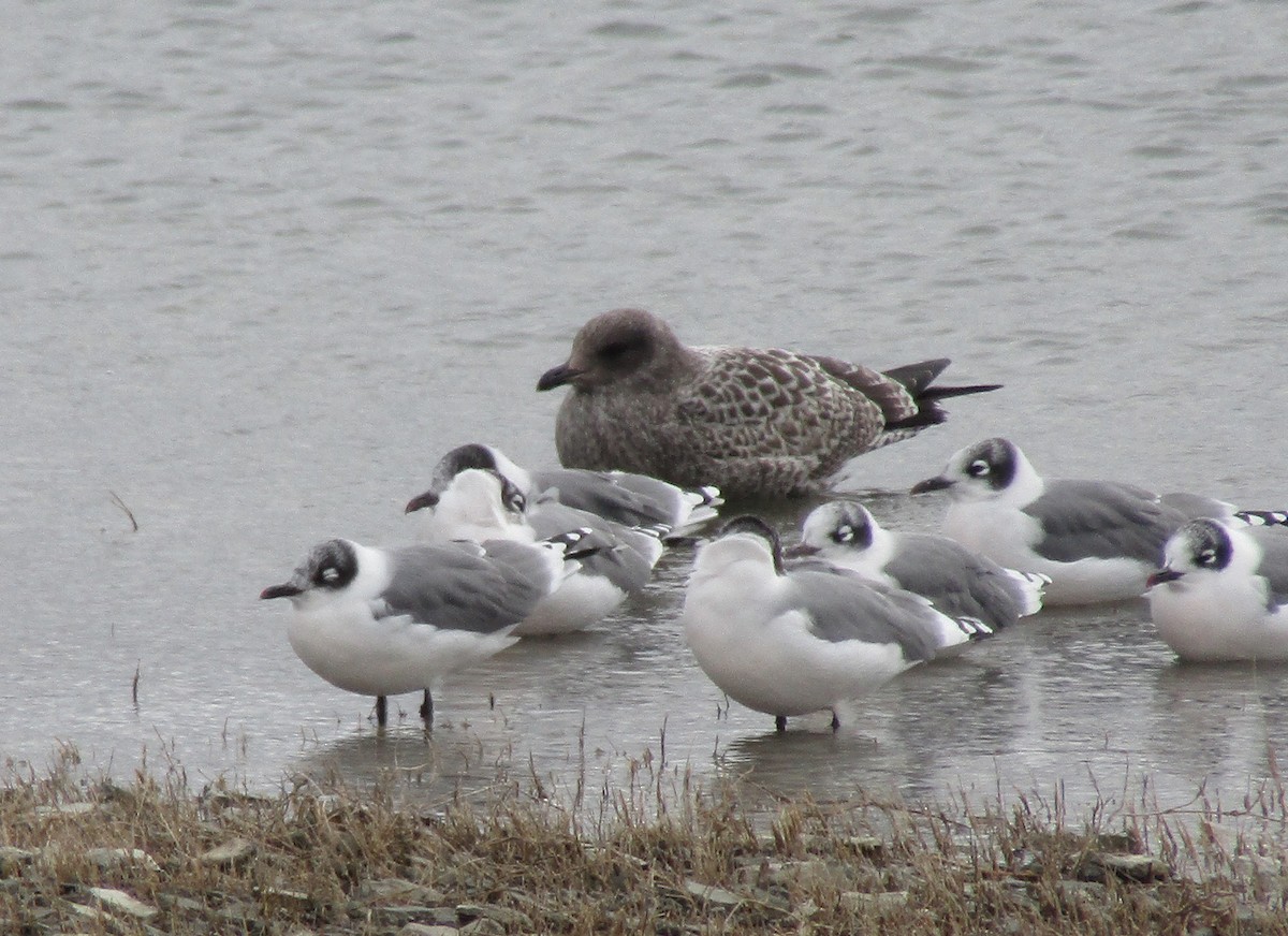 Mouette de Franklin - ML261314241