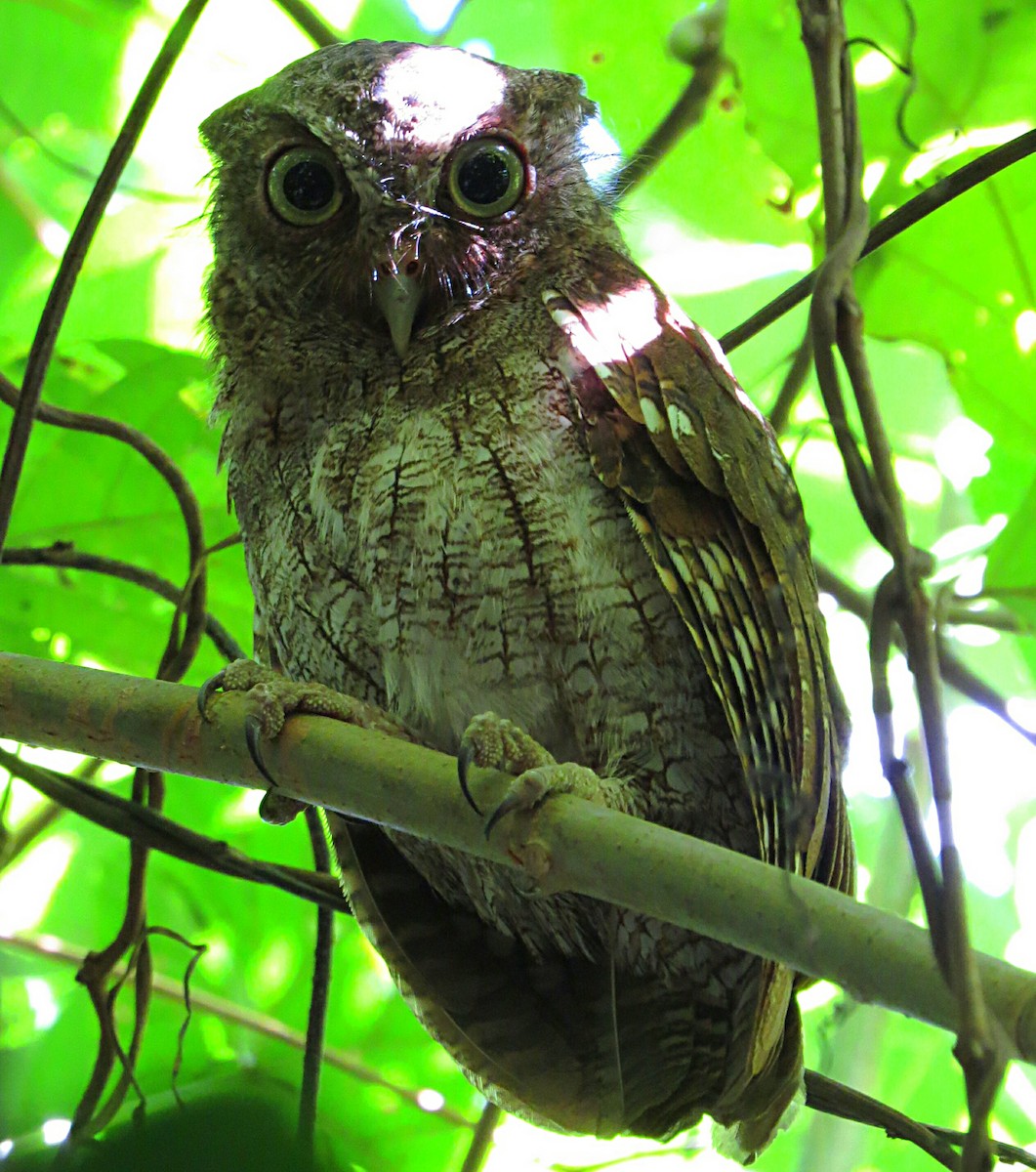 Middle American Screech-Owl - ML261314981