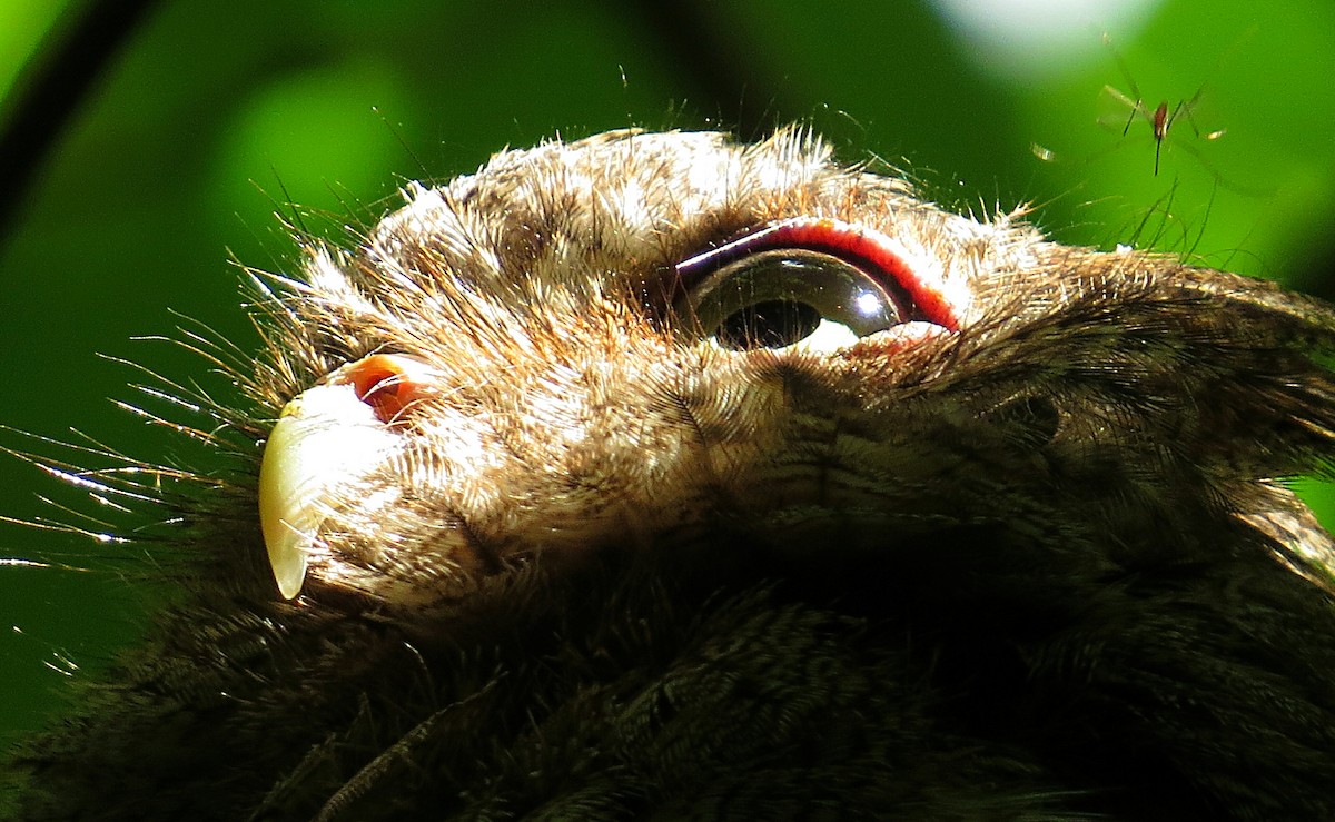 Middle American Screech-Owl - ML261315281