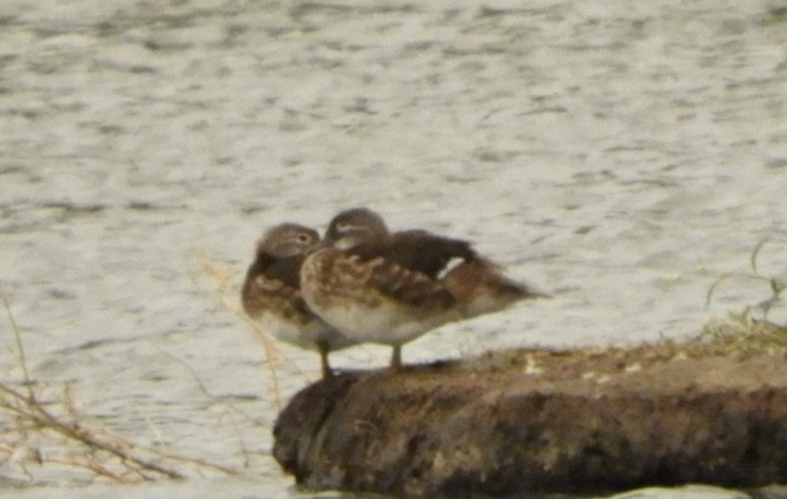 Mandarin Duck - ML261315451