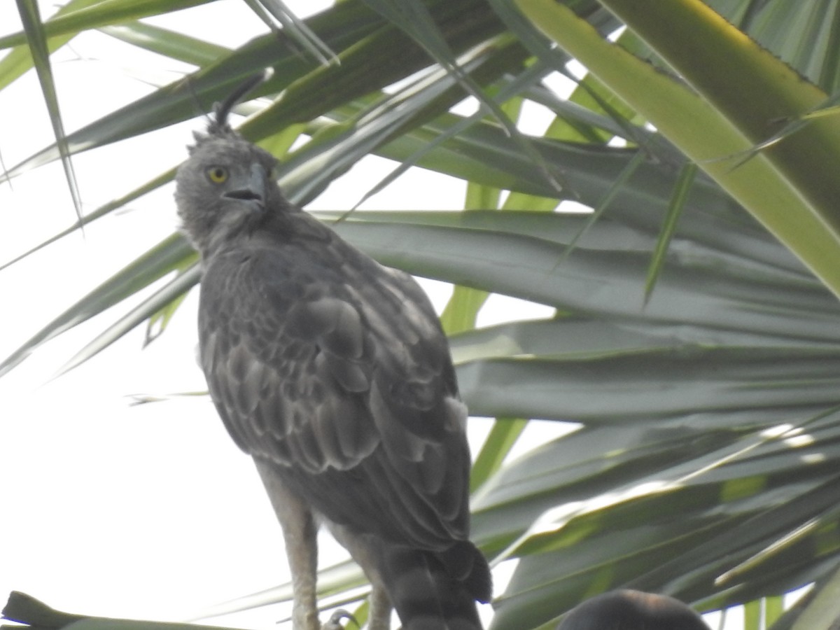 Changeable Hawk-Eagle (Crested) - ML261317491