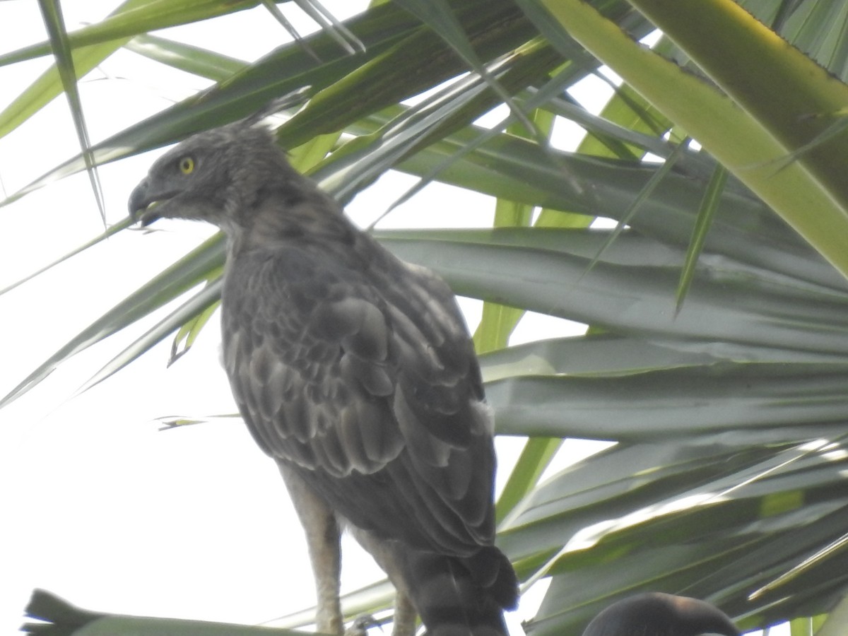 Changeable Hawk-Eagle (Crested) - ML261317511