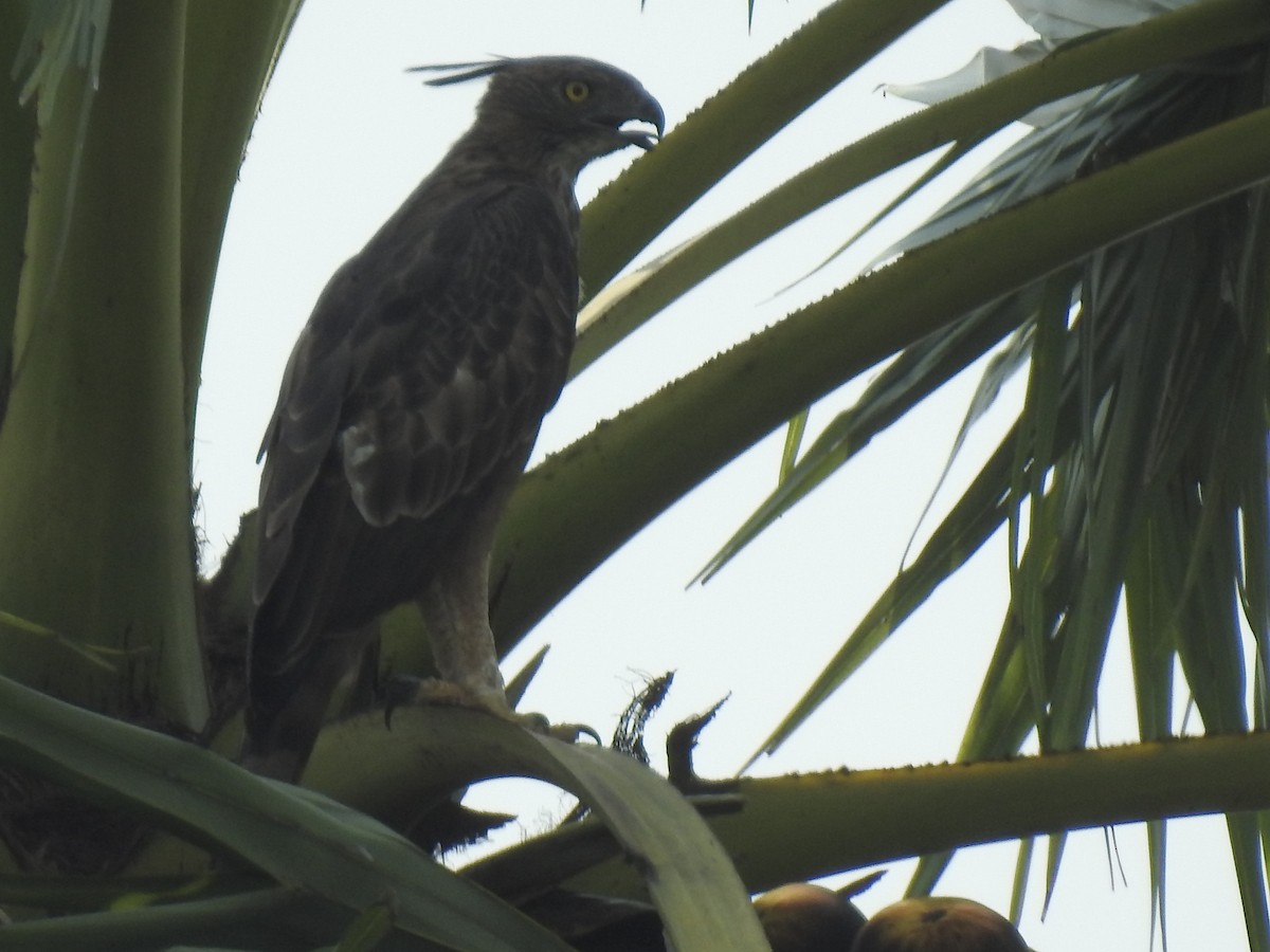 Changeable Hawk-Eagle (Crested) - ML261317611