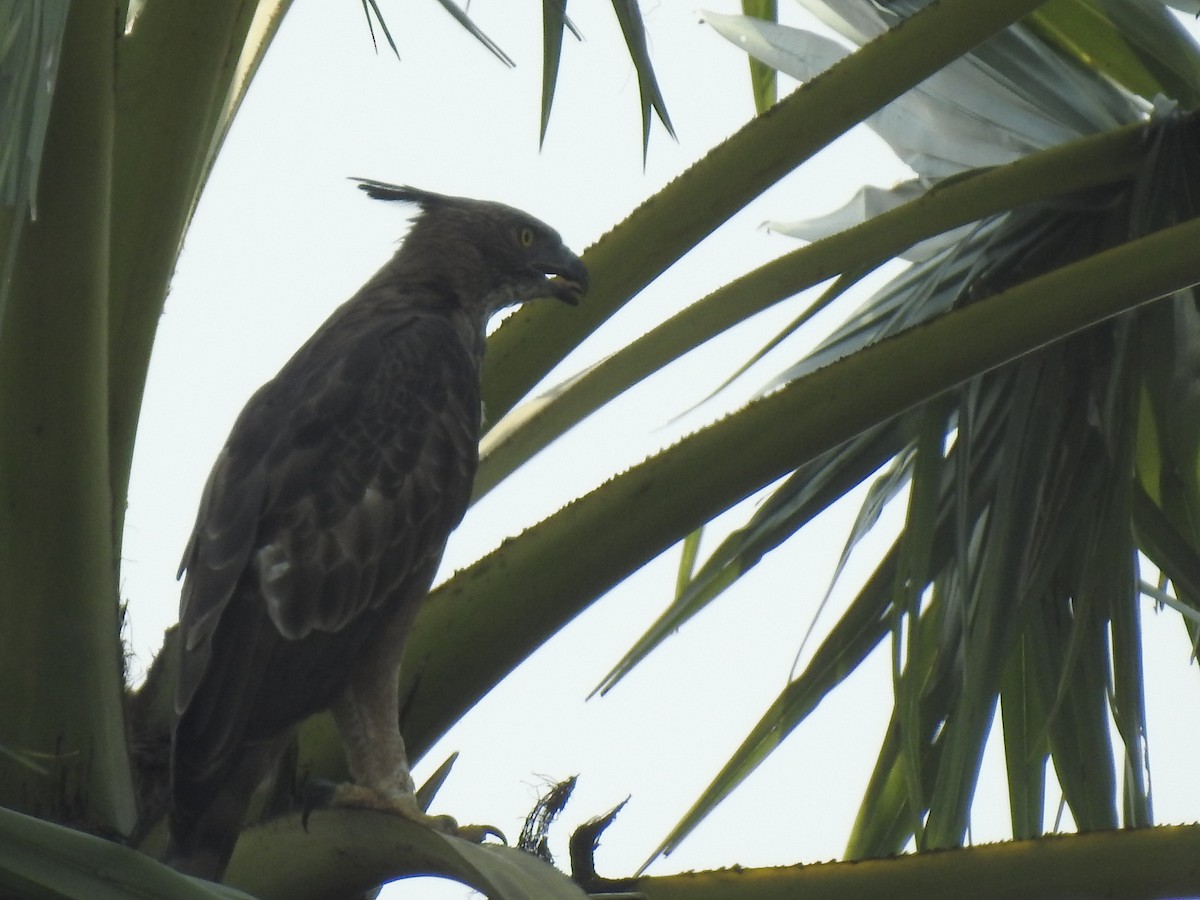 Changeable Hawk-Eagle (Crested) - ML261317631