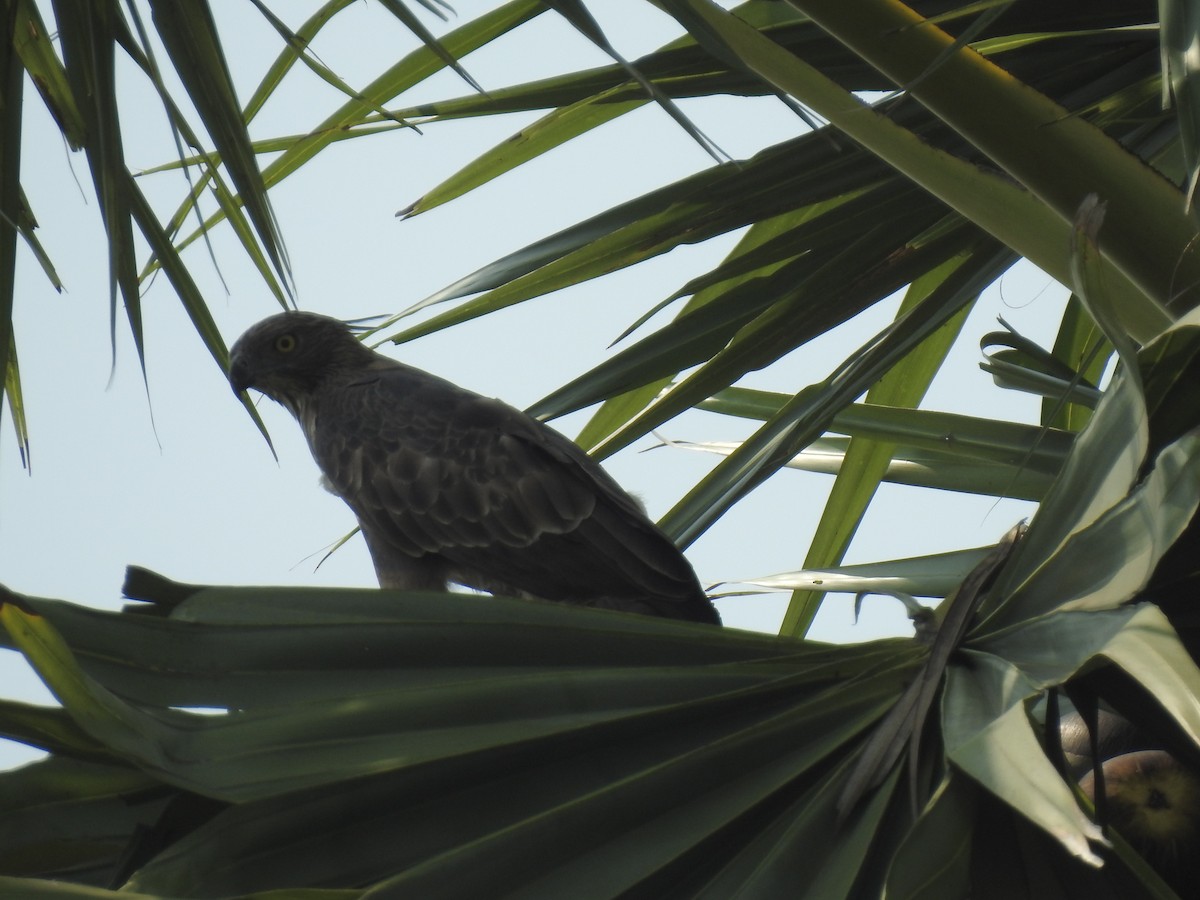 Changeable Hawk-Eagle (Crested) - ML261317671