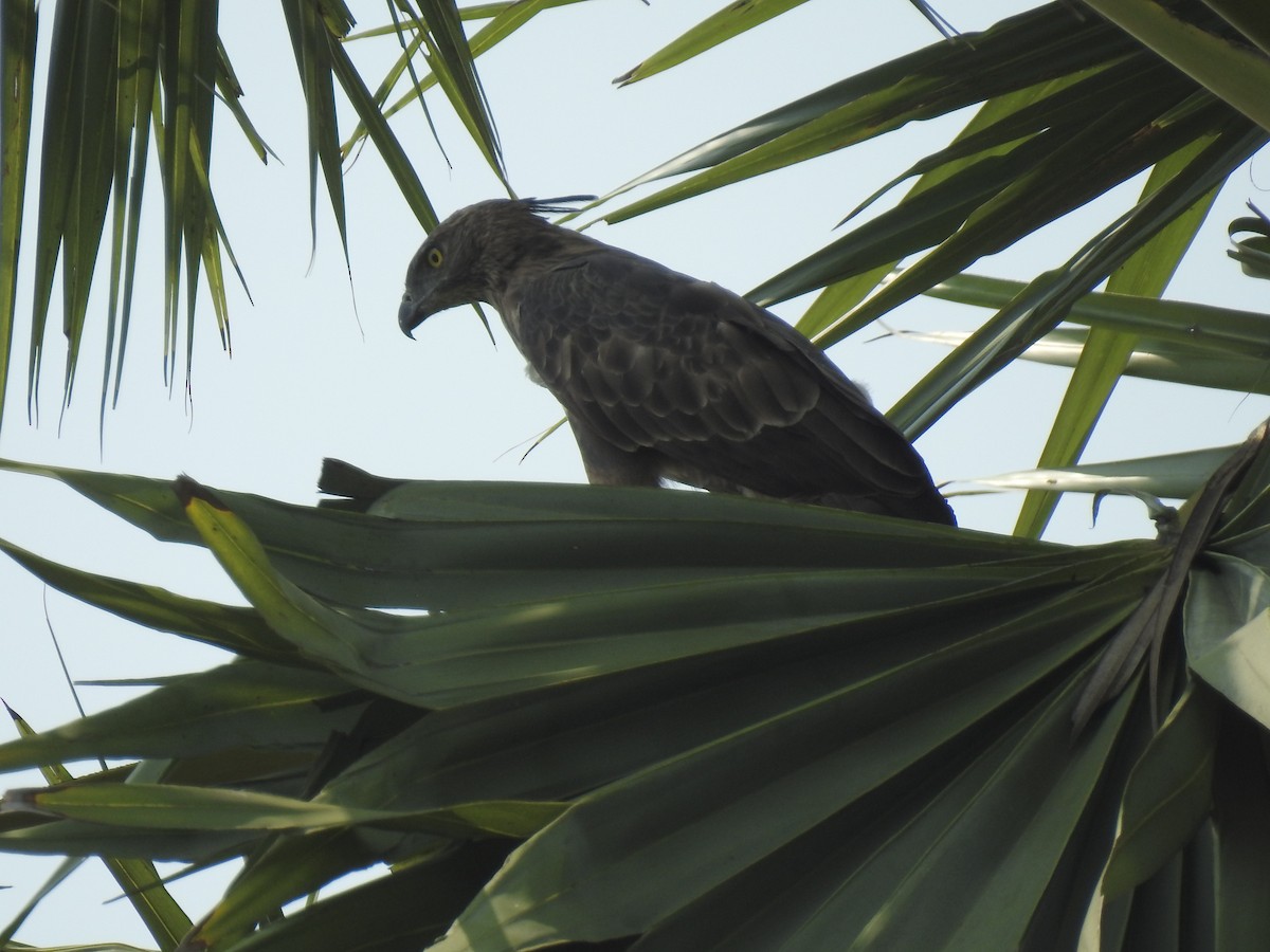Changeable Hawk-Eagle (Crested) - ML261317681