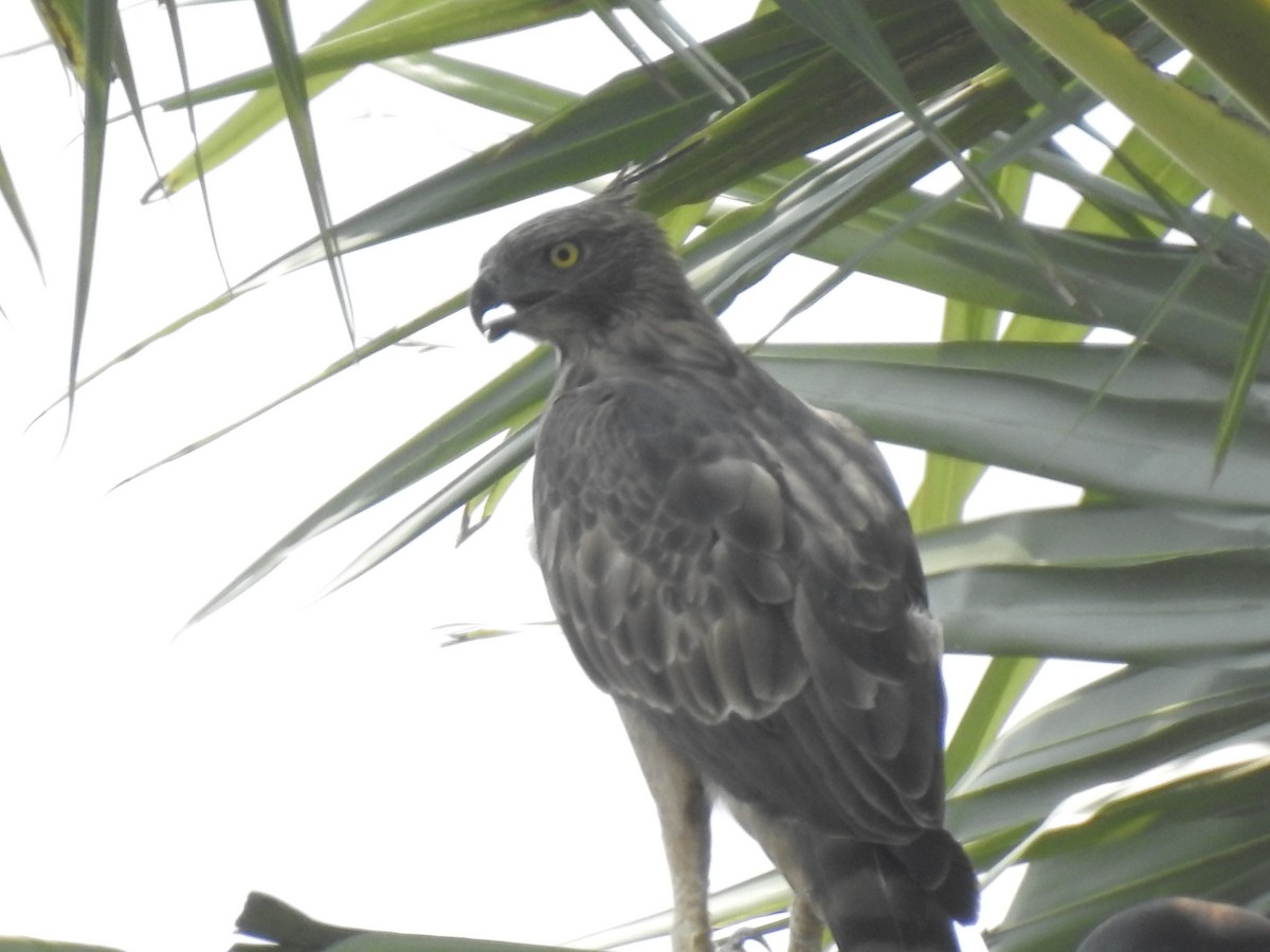 Changeable Hawk-Eagle (Crested) - ML261317741