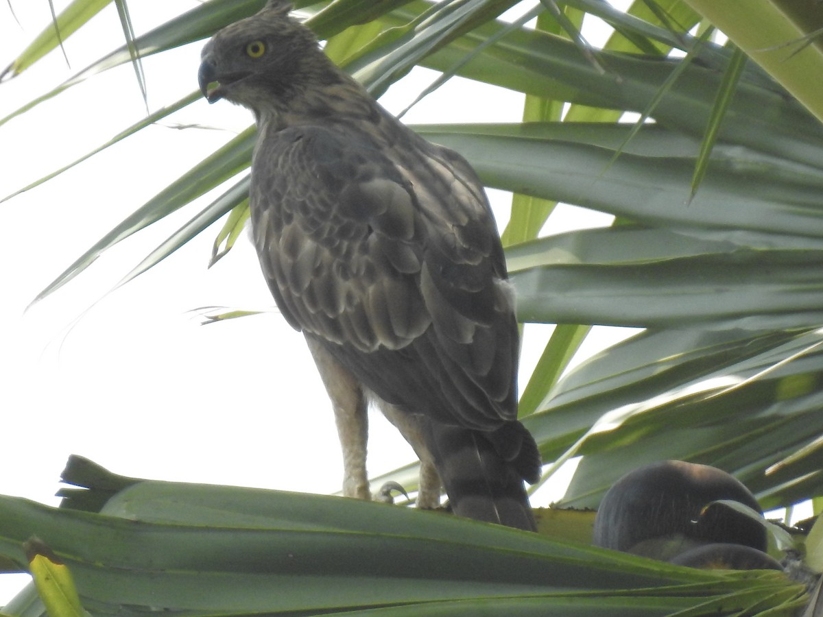 Changeable Hawk-Eagle (Crested) - ML261317811