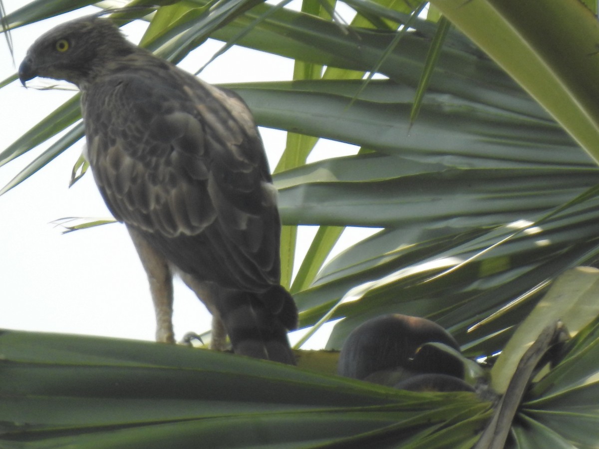 Changeable Hawk-Eagle (Crested) - ML261317851